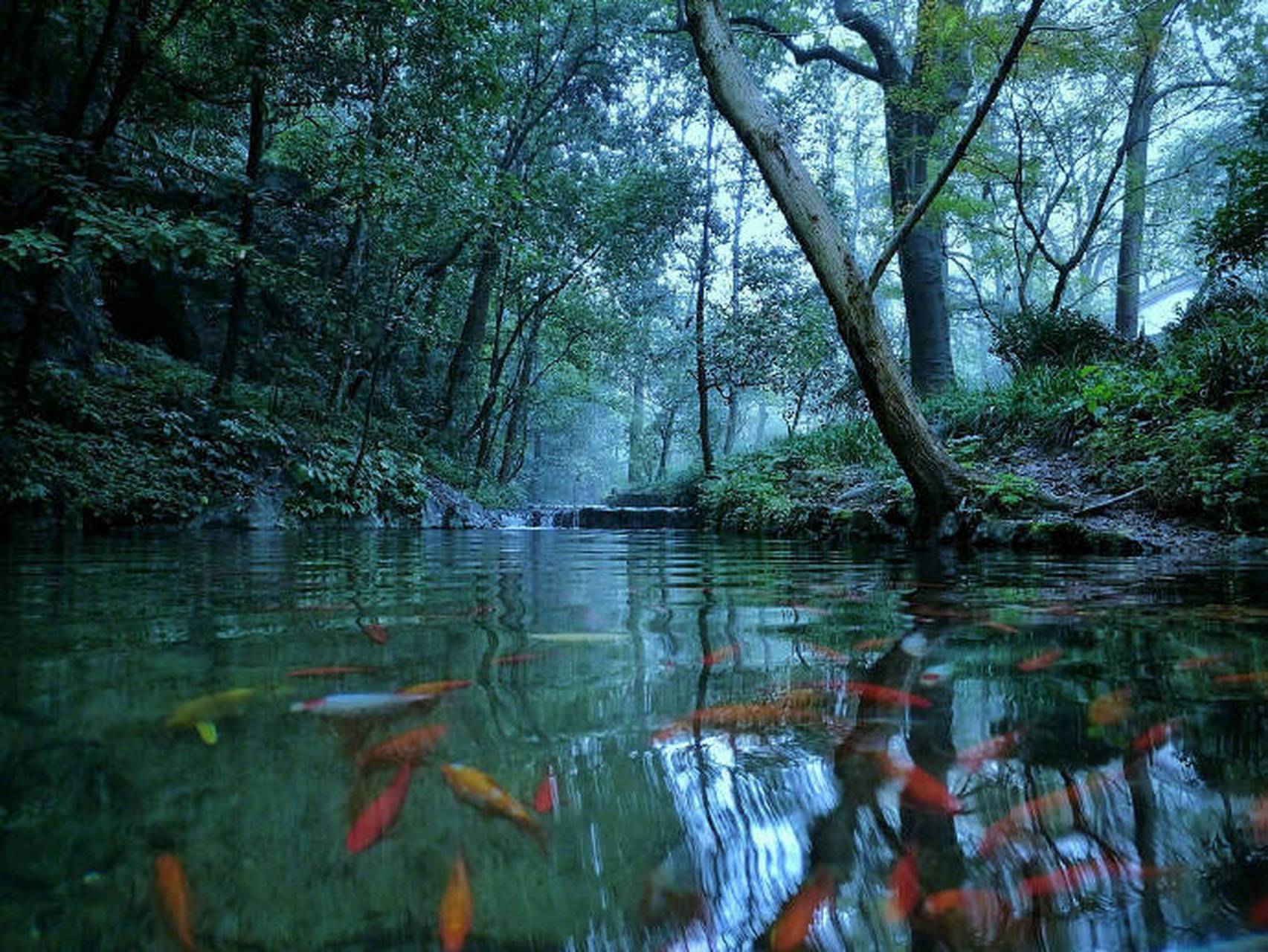 万俟咏《长相思·雨》   一声声,一更更.窗外芭蕉窗里灯,此时无限情.