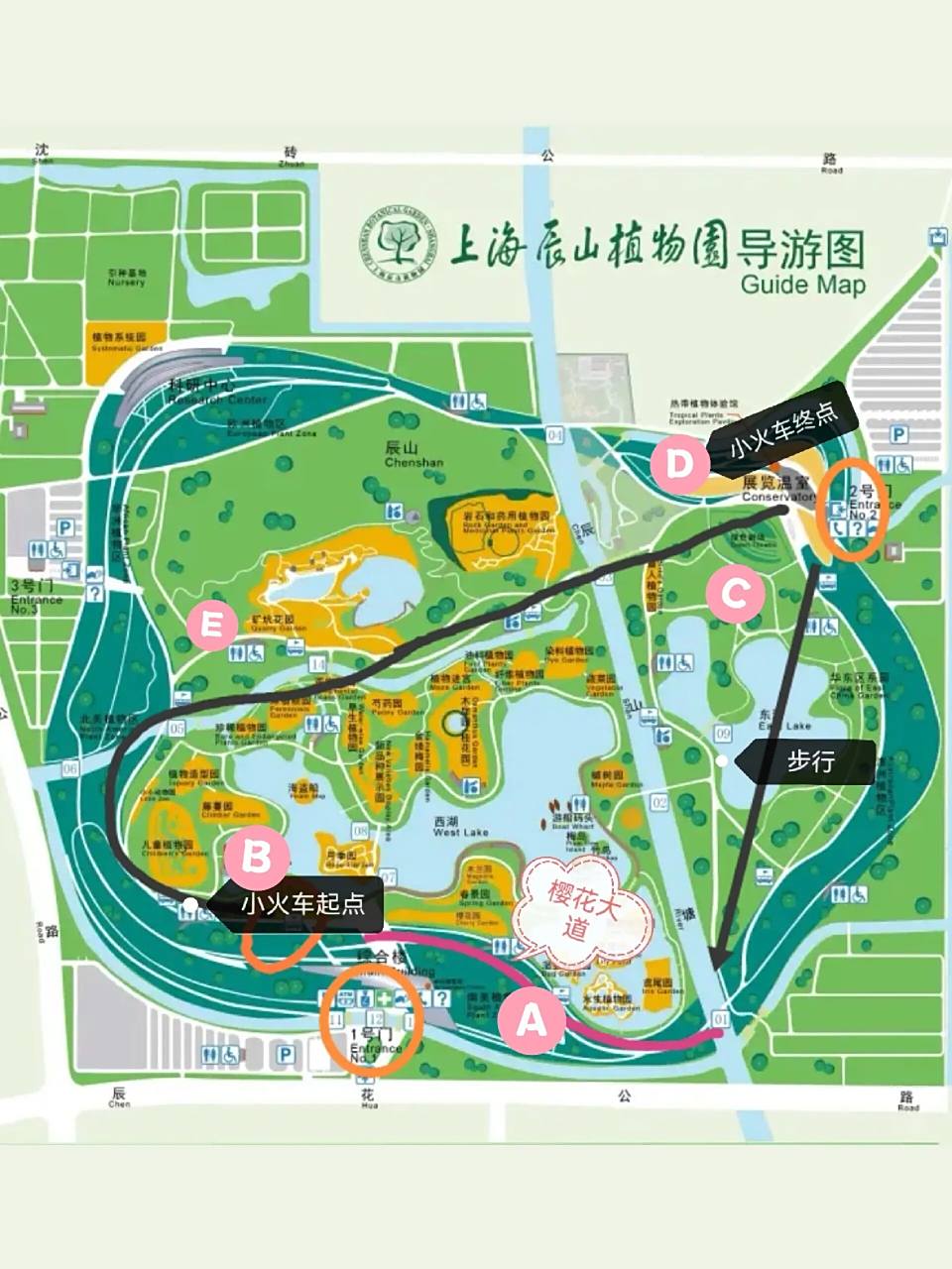 上海|辰山植物园游玩攻略"辰山植物园的樱花大道已进入全盛时期,本