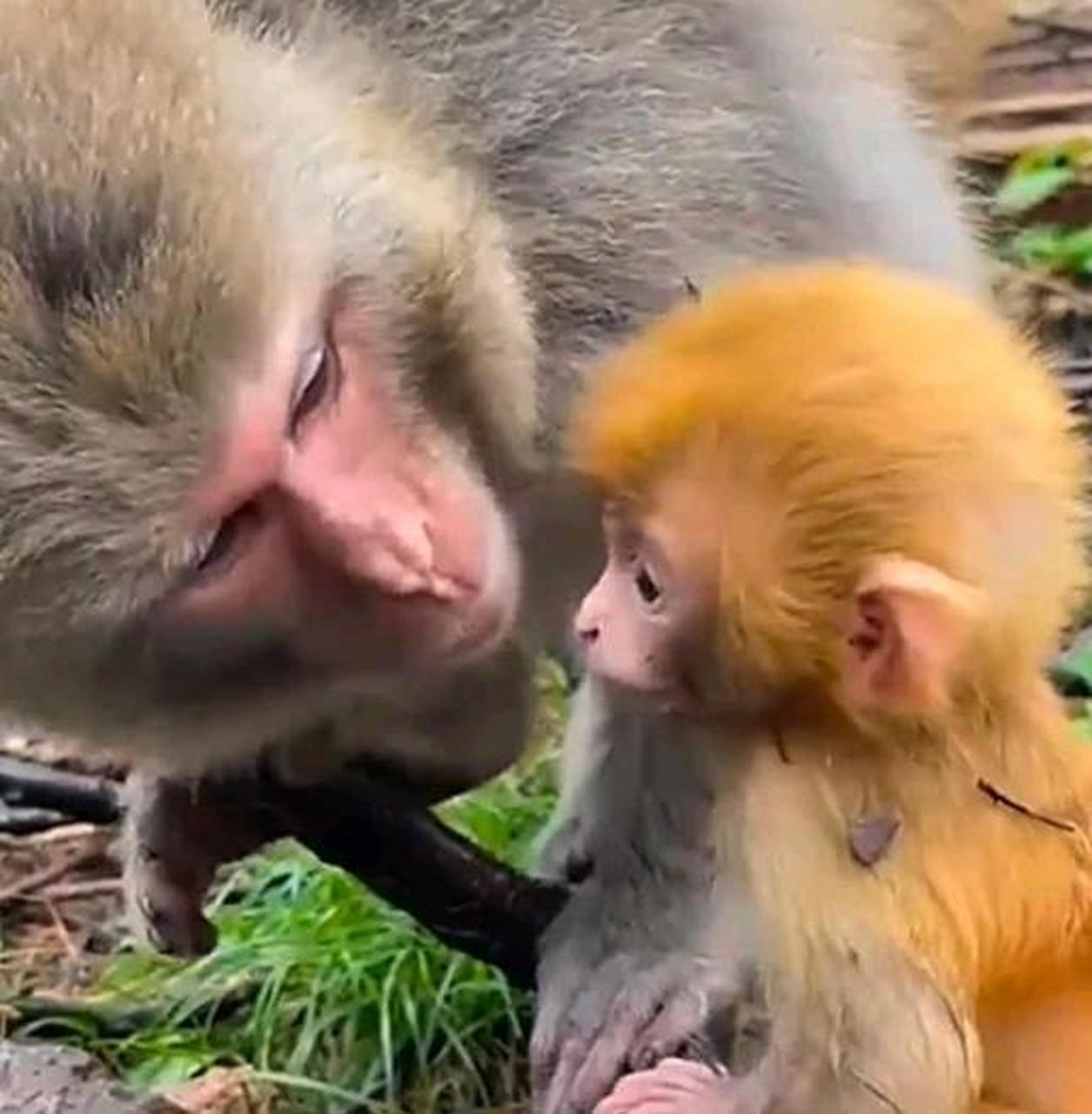 网友:这俩小猴子表情亮了,像不像一位慈祥的母亲,真在叮嘱自己的孩子