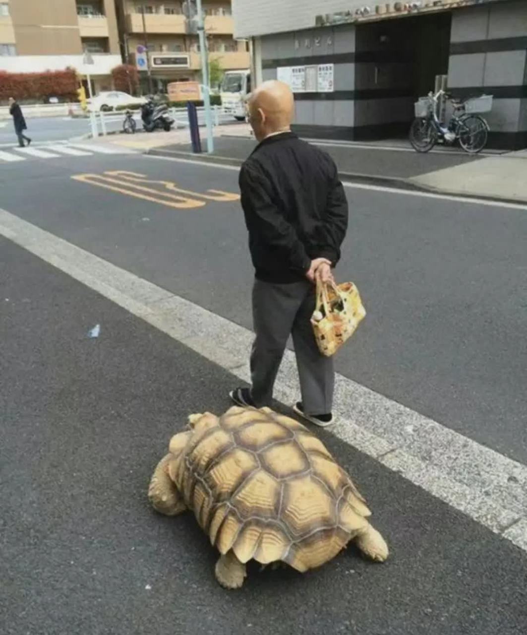 邻居爷爷养的宠物乌龟,每天带乌龟出去散步!哈哈[大笑][大笑]#搞笑