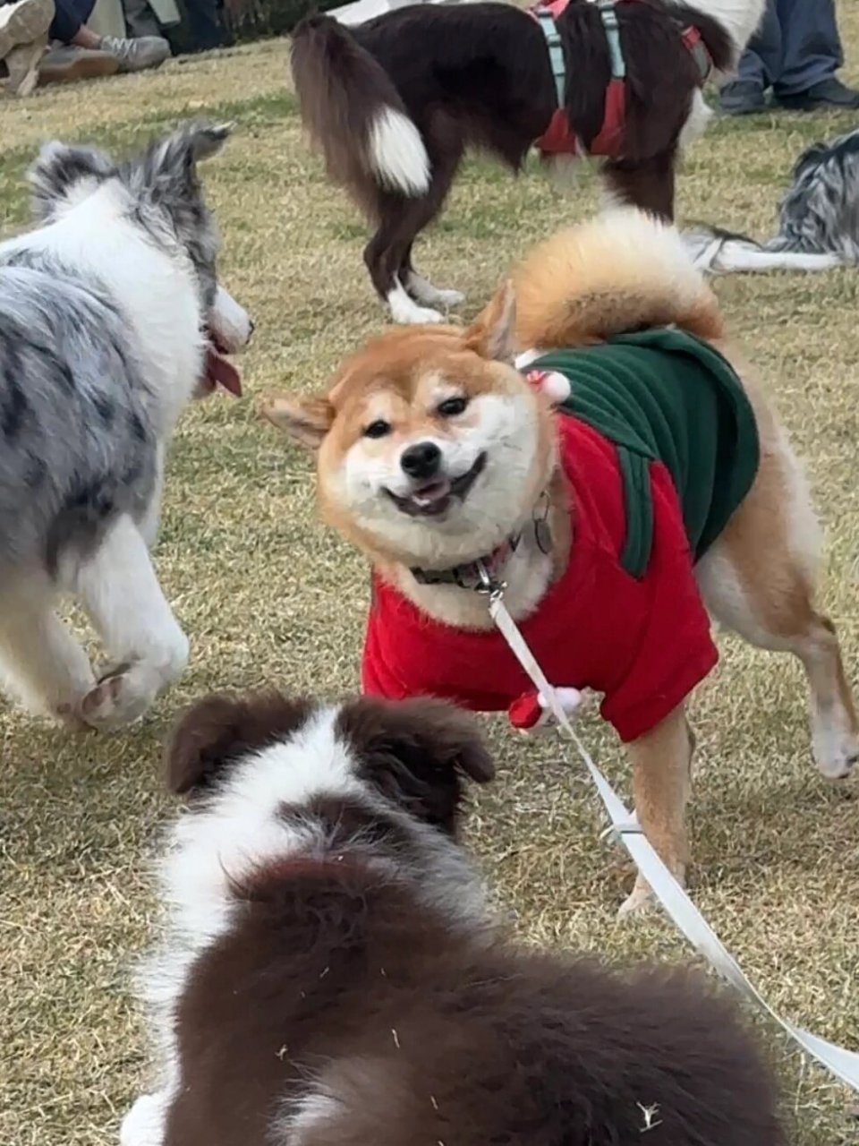 你没见过的小狗表情包  在草坪上互相追逐的小狗,它们的每一个动作和