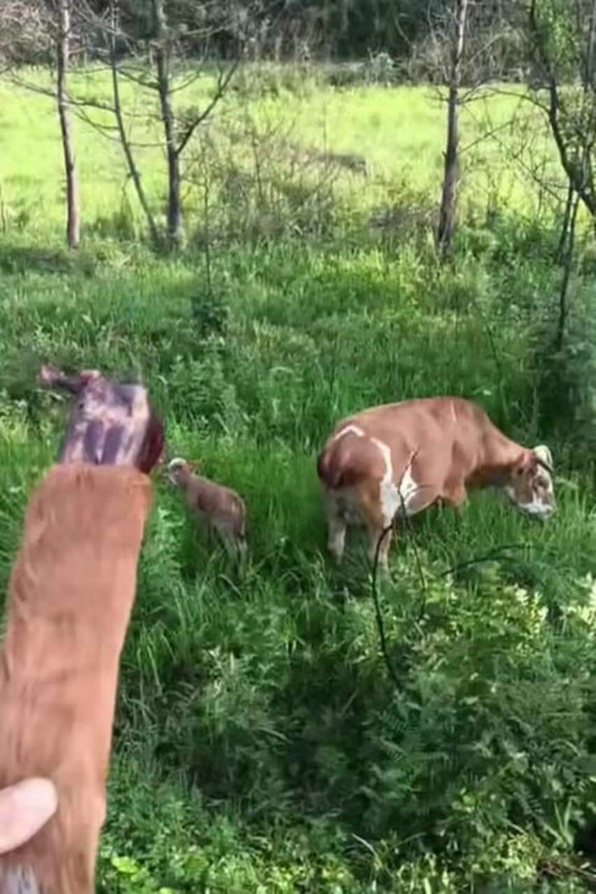 家牛吃了邻居家几颗庄稼,他居然把我家牛尾巴打掉了,必须找他要个说法