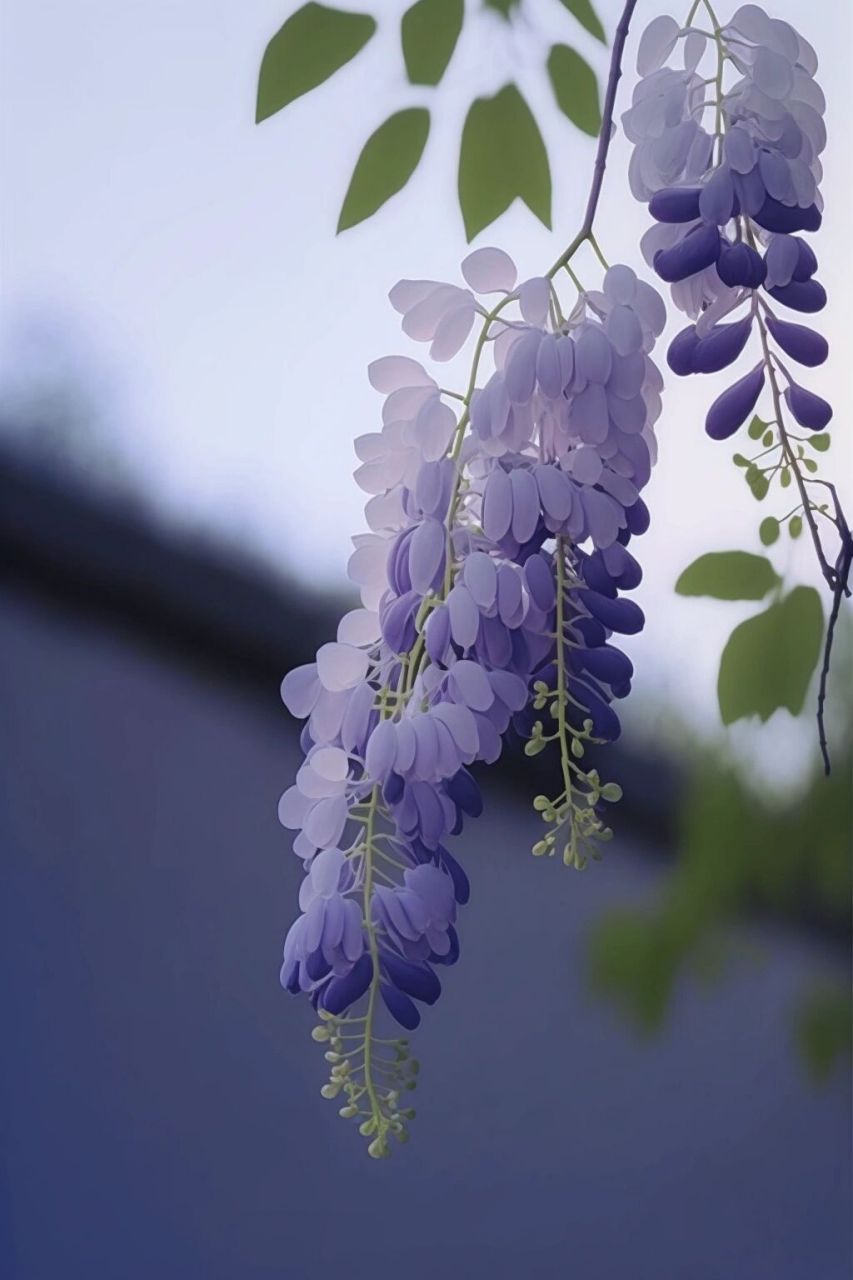 紫藤花古风唯美图片图片