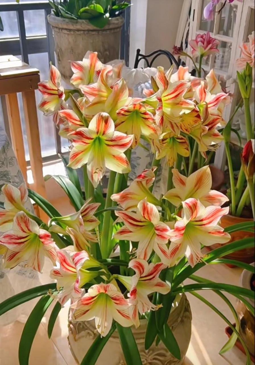 它是荷兰朱顶红里的"佼佼者" 这款朱顶红最有意思的是,除了能开出图