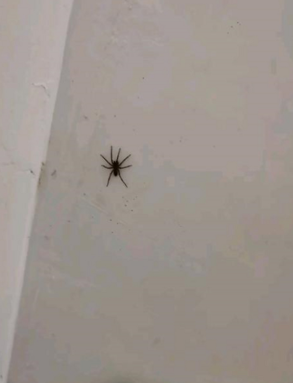 这种蜘蛛是打死?还是留着吃蚊子