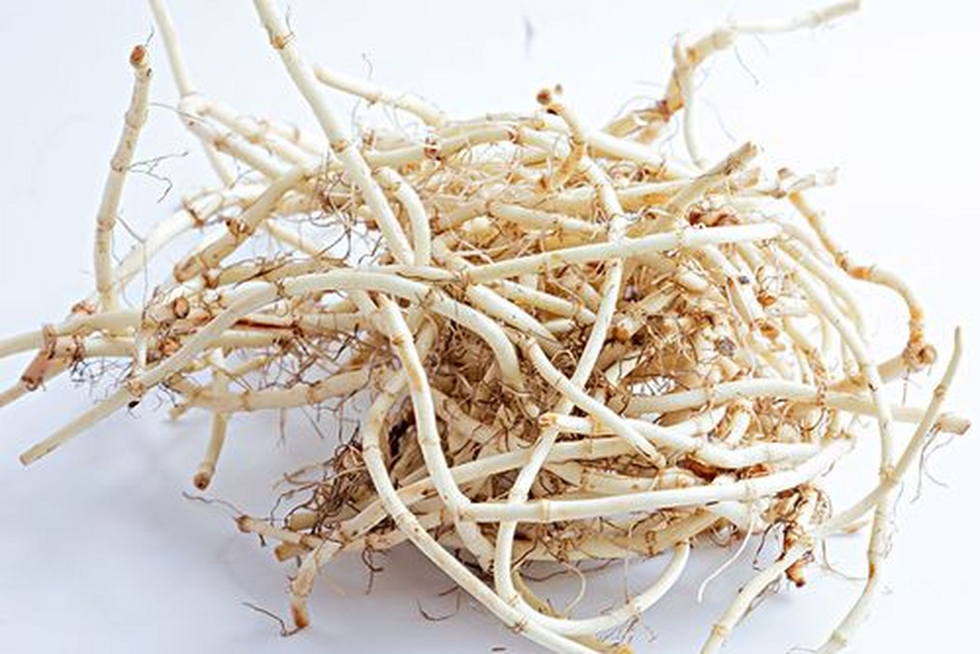 鱼腥草:一味中药茶的多重功效  鱼腥草是一种三白草植物,被广泛应用于