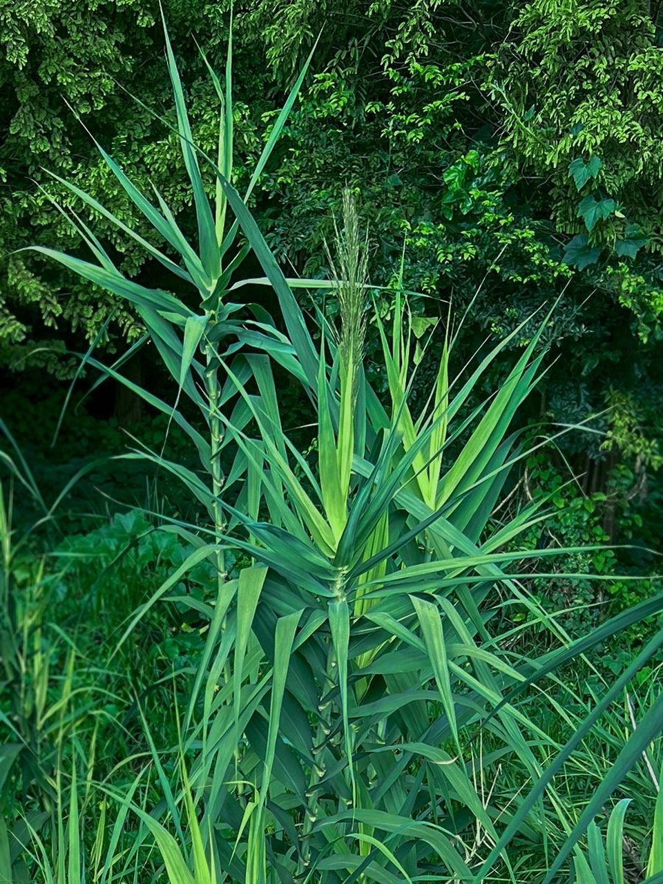 不懂就问姐妹们这是野生玉米么?