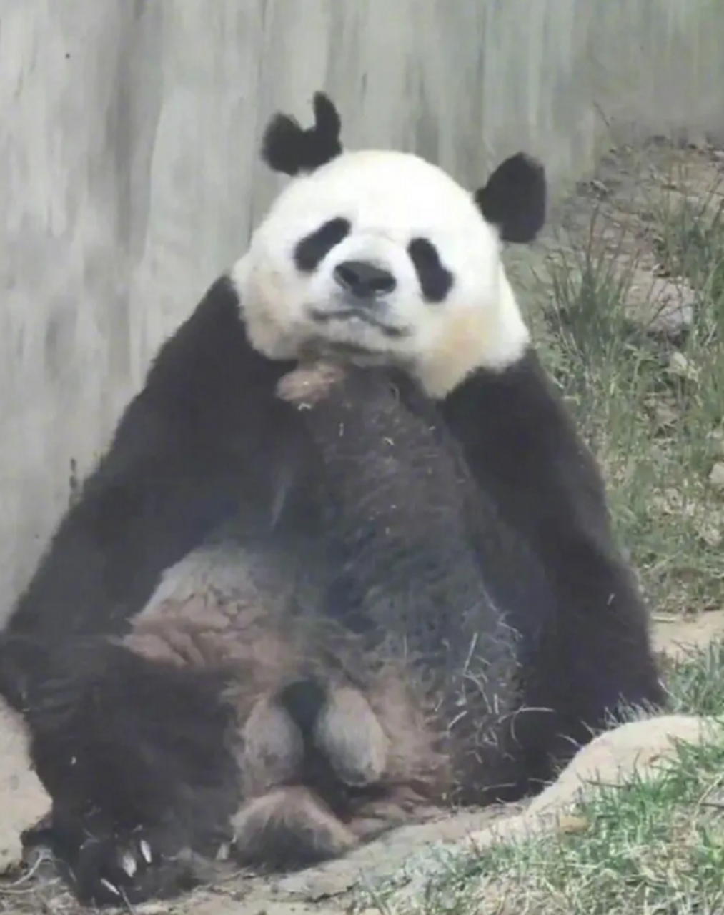 熊猫阿宝的耳朵被七仔咬成v形了