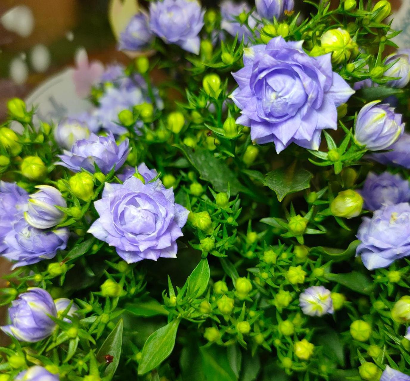 一款文艺范儿十足的盆栽花—紫苑,重瓣丹麦风铃草的一个新品种,植株