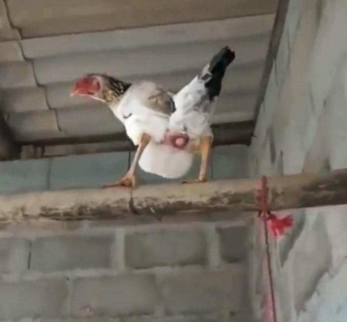 这母鸡下个蛋也太高调了吧,真会选地方! #趣图搞笑