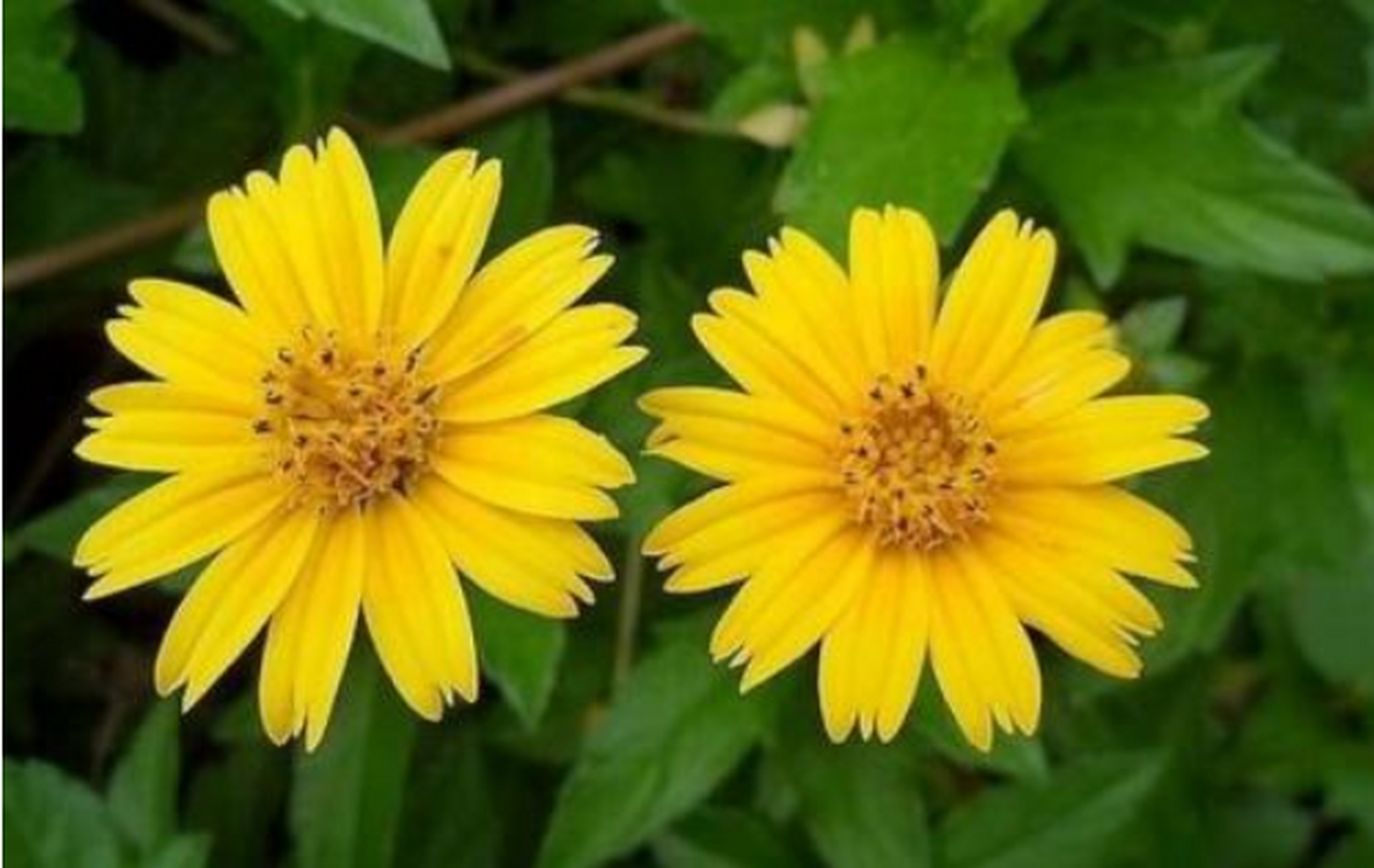 蟛蜞菊花期极长,温度适宜终年开花,自然花期以夏秋两季为主.