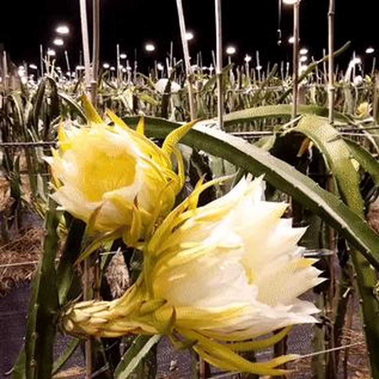 昙花是火龙果花吗 昙花和火龙果有什么区别