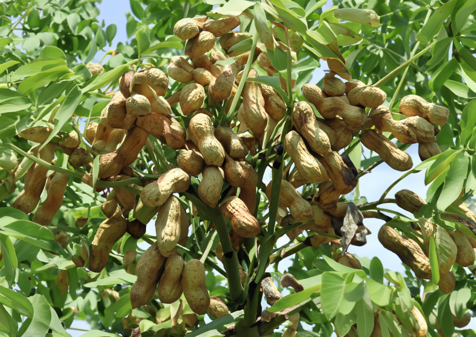 ai绘画:野生"花生树"!一棵又一棵,长满了花生,要不要摘几串尝尝,管够!