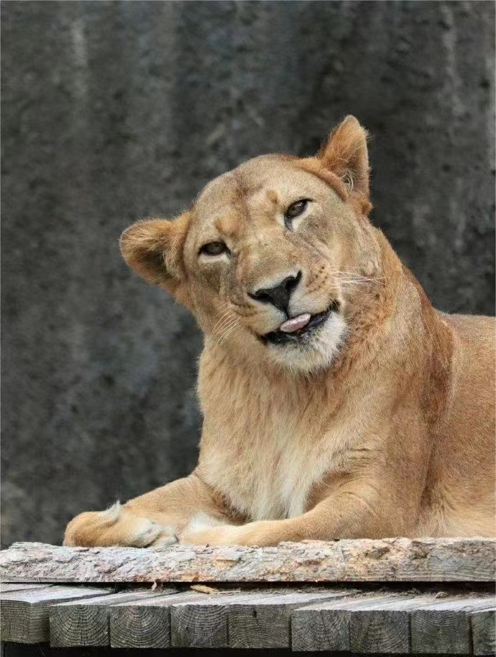 大狮子:你看我可不可爱!