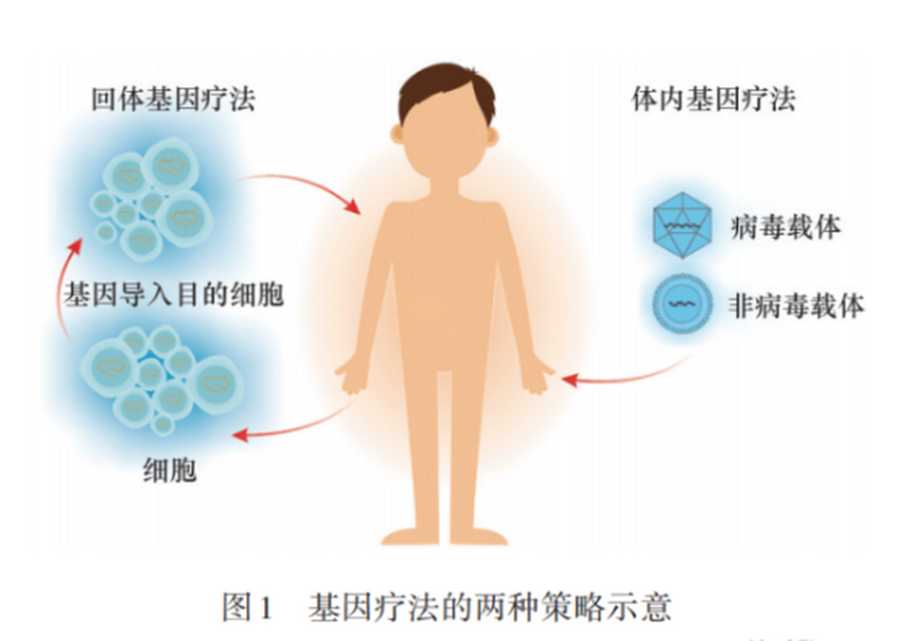 基因拼接技术图片