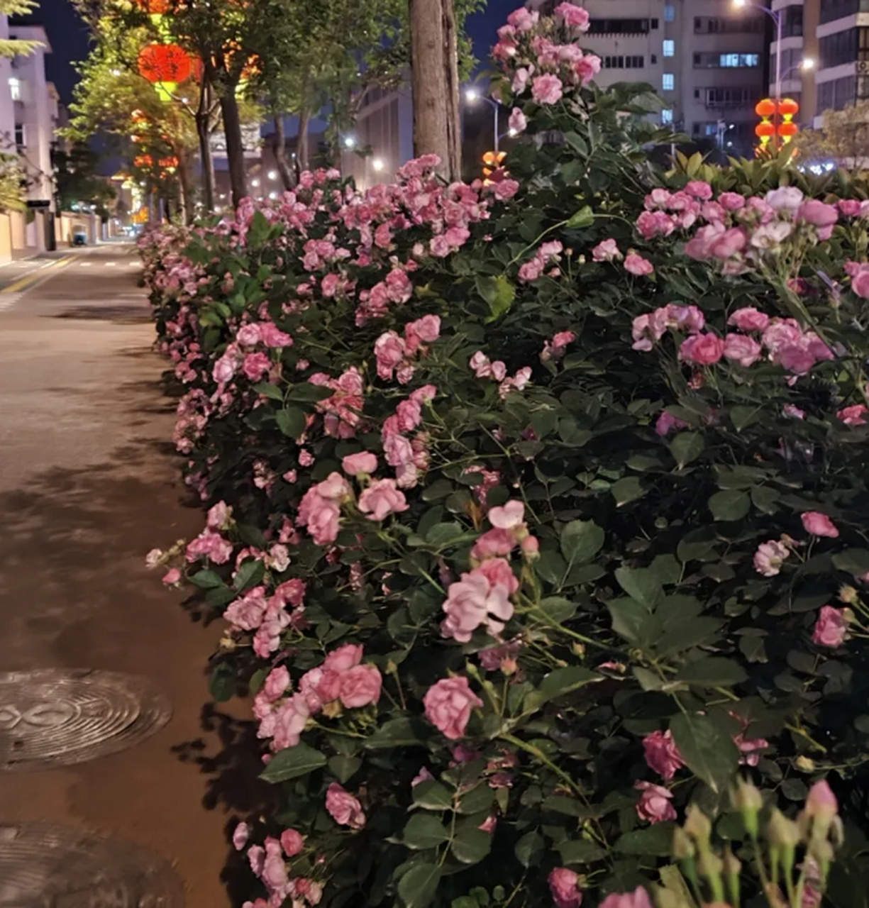 随笔  路边蔷薇 风摇弱花七姊妹,颤颤簇相对.