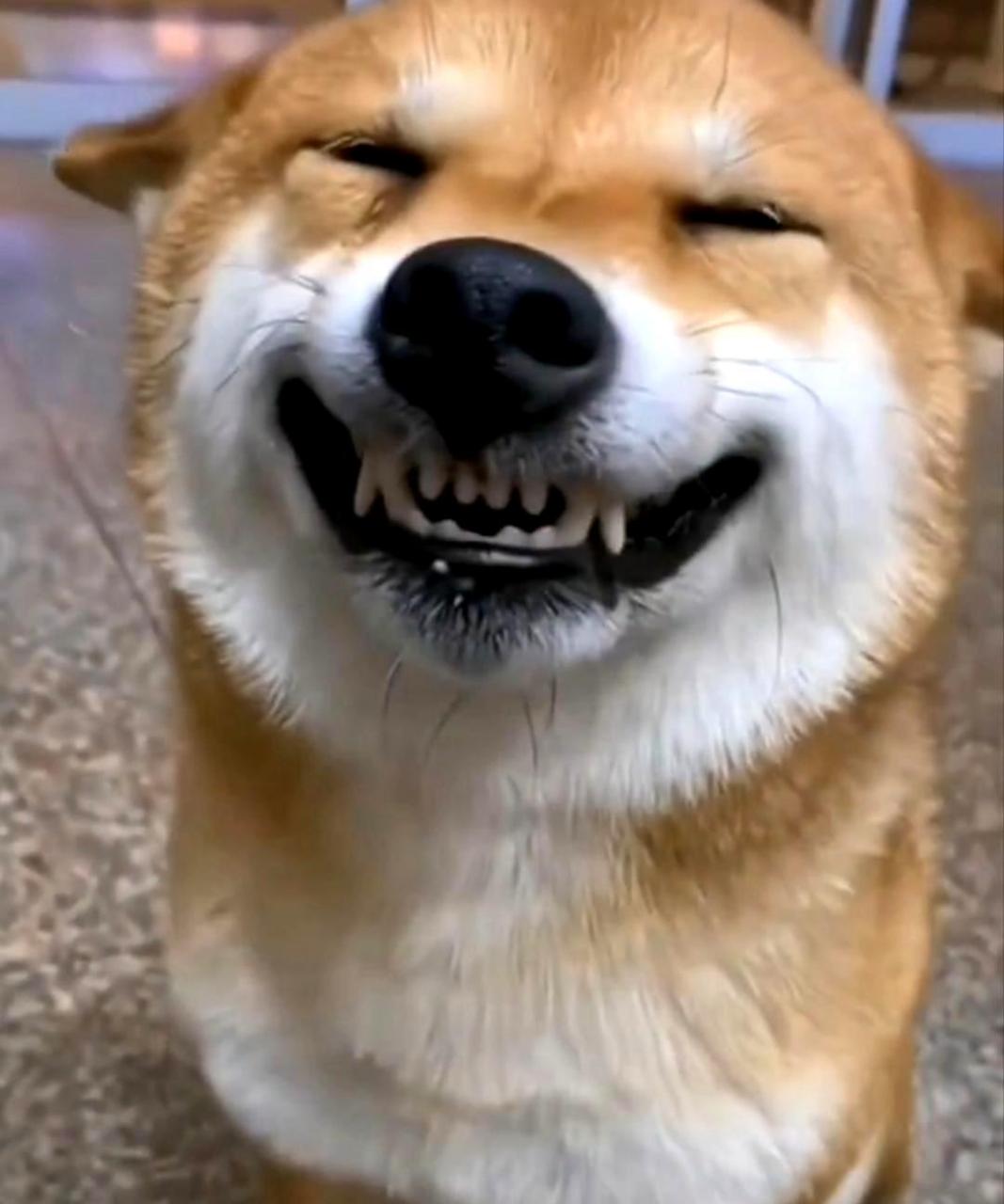 狗狗微笑的表情,也能带来治愈的效果.