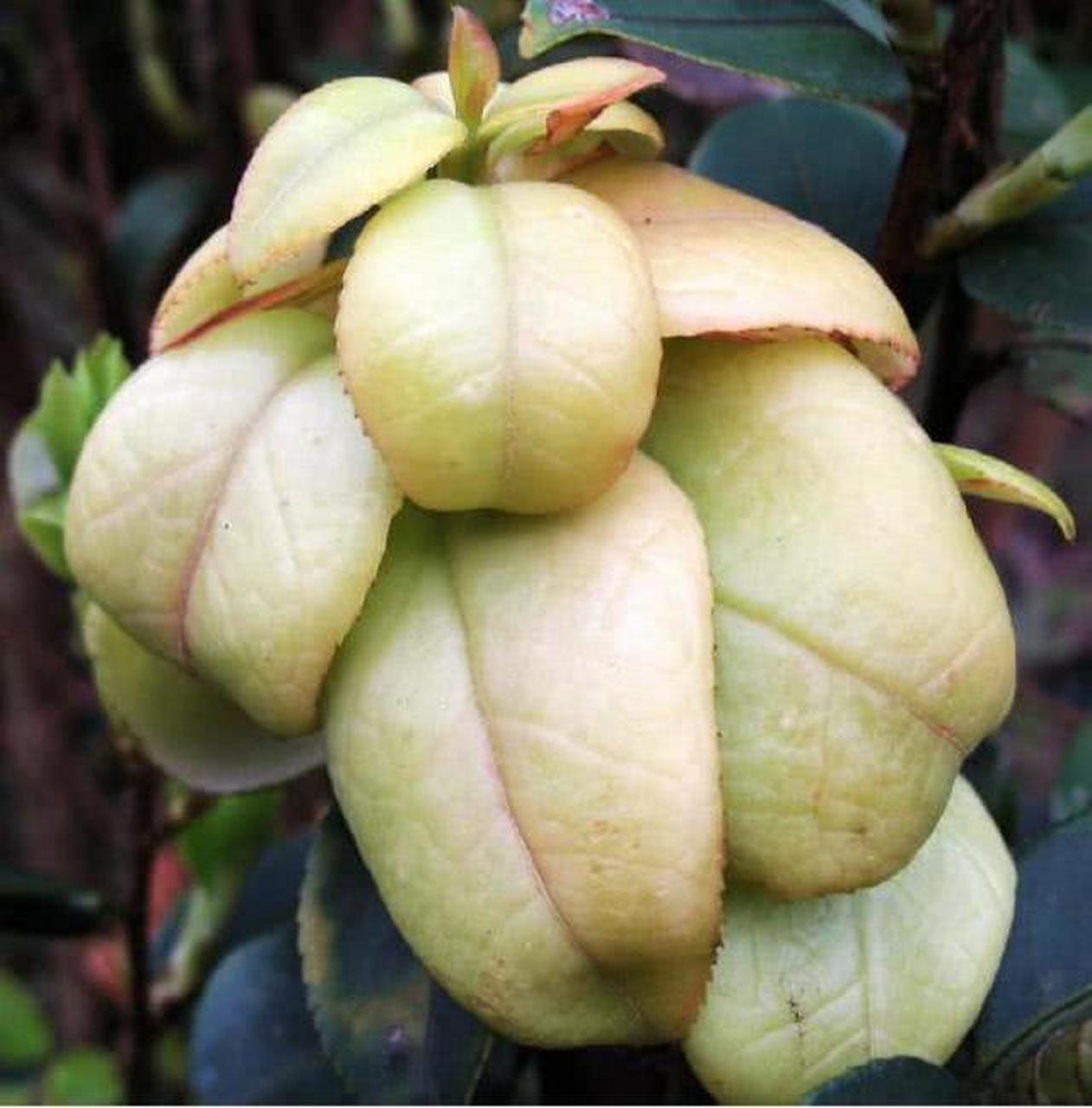 茶耳又叫茶叶的新芽,春天的时候最多.