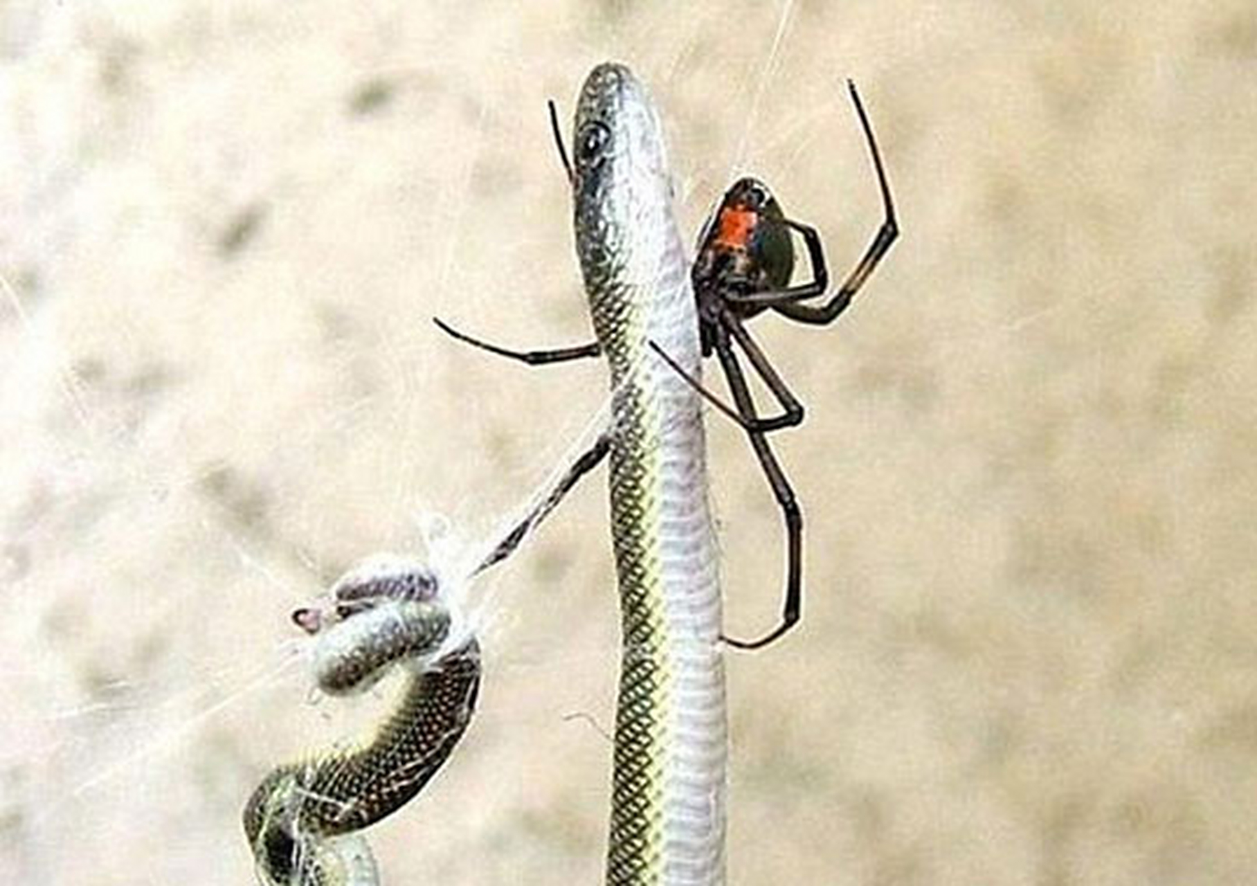 蜘蛛吃蛇!大自然好神奇!