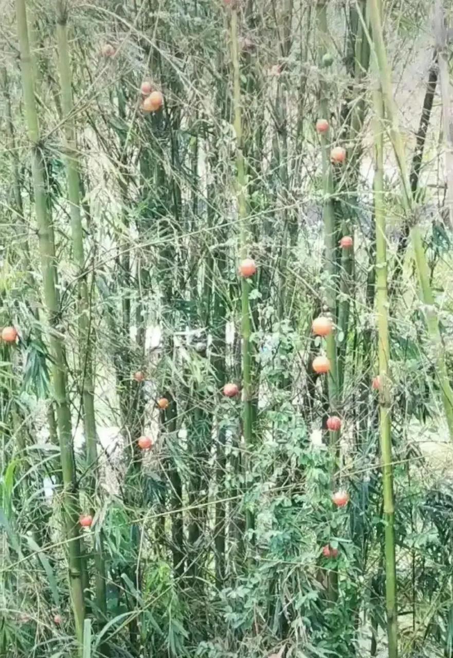 见过竹子开花,没见过竹子结果