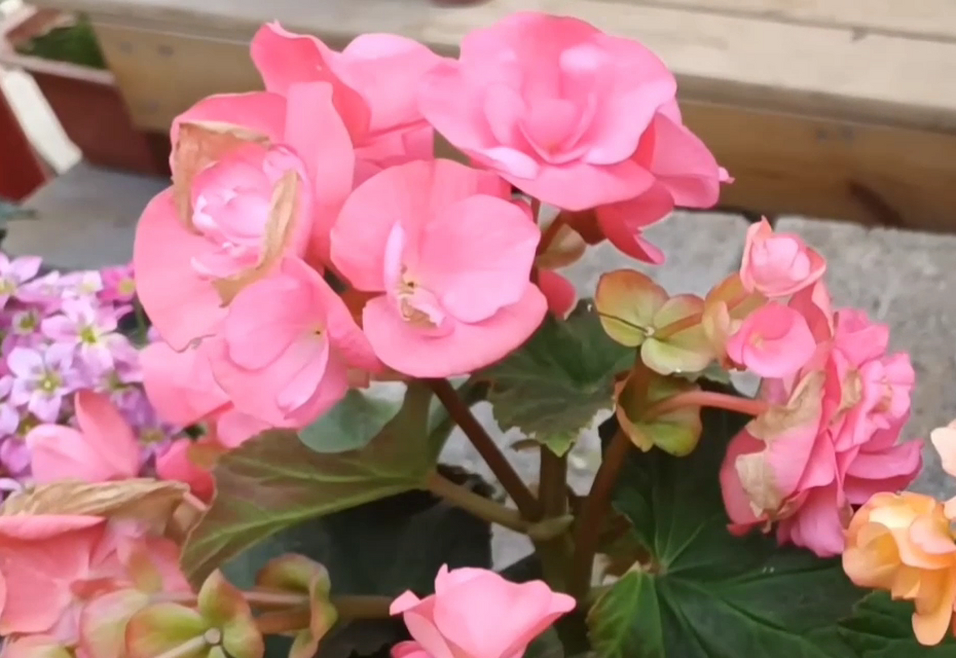 丽格海棠有着"玫瑰海棠"之称,是葫芦目秋海棠科的草本植物.