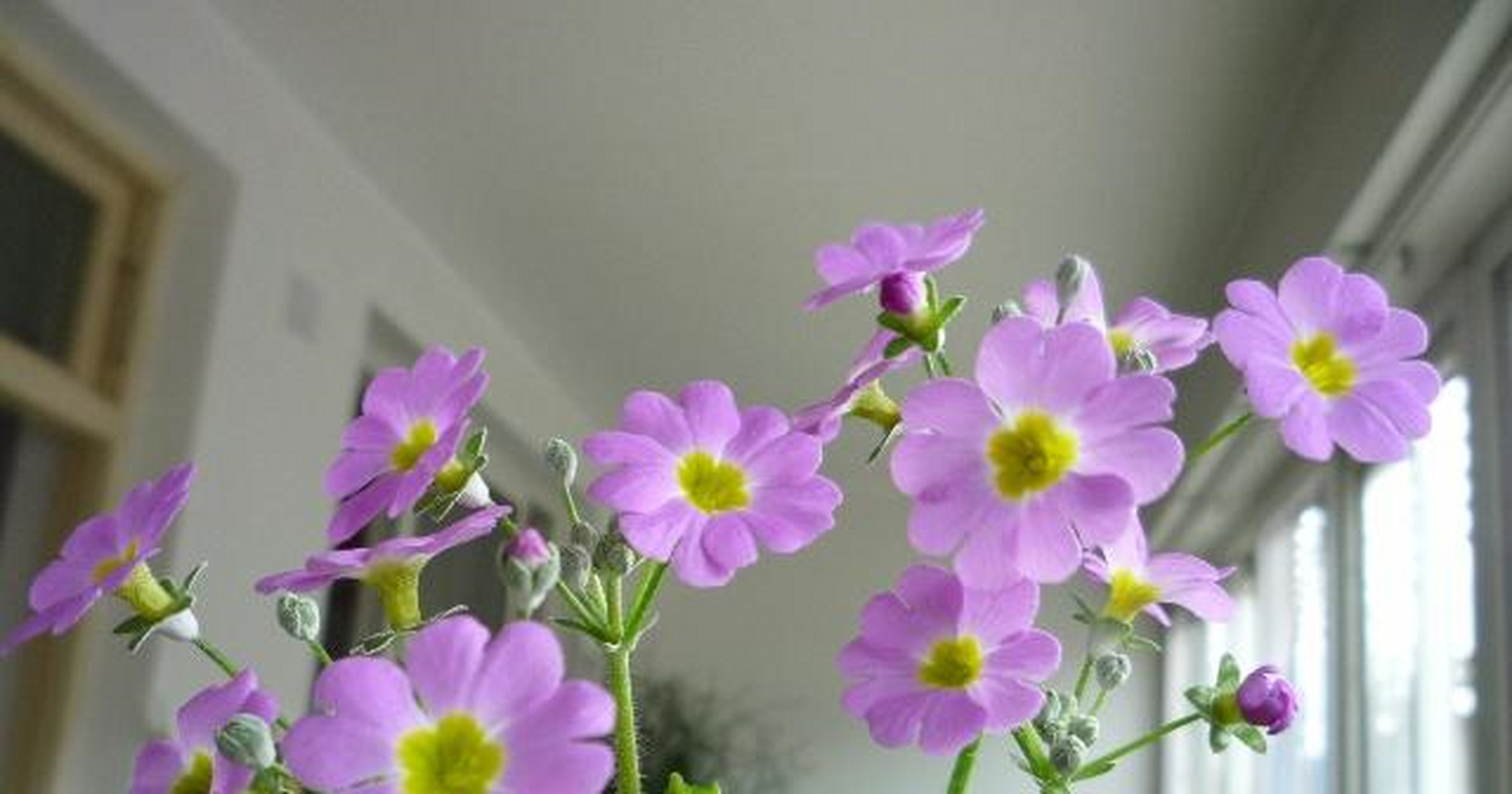 樱草花,一般都是用来代表恋人的花,它的花朵十分的小巧,淡淡的颜色看