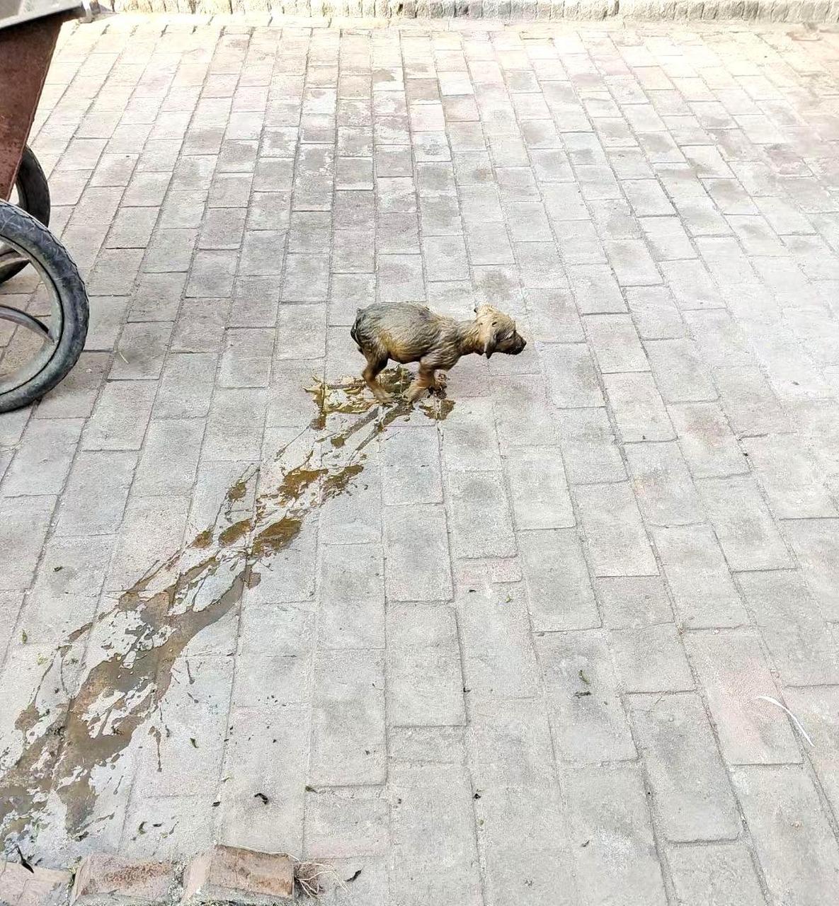 你是怎么掉进粪坑里的?