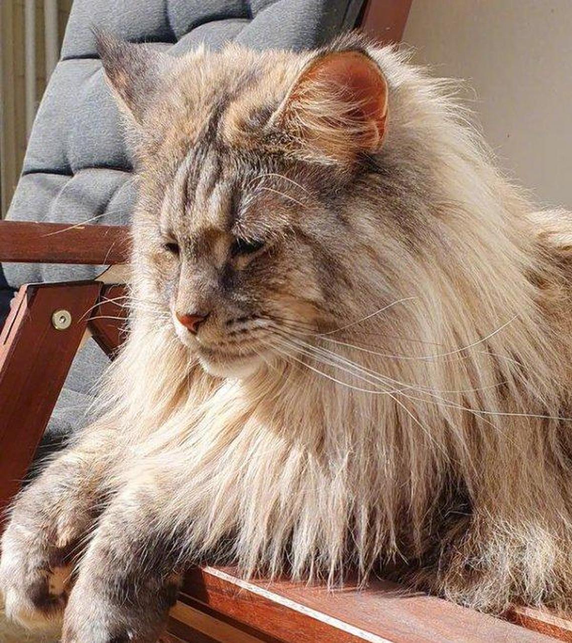 朋友家养的缅因猫,长得超像狮子,看着就很有气势!