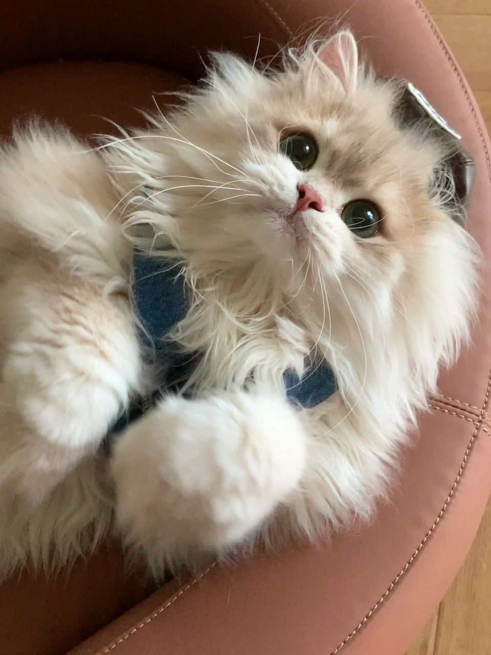 我的美拉德猫猫  三分熟金宝这小眼神,你说!你说!你要什么都给