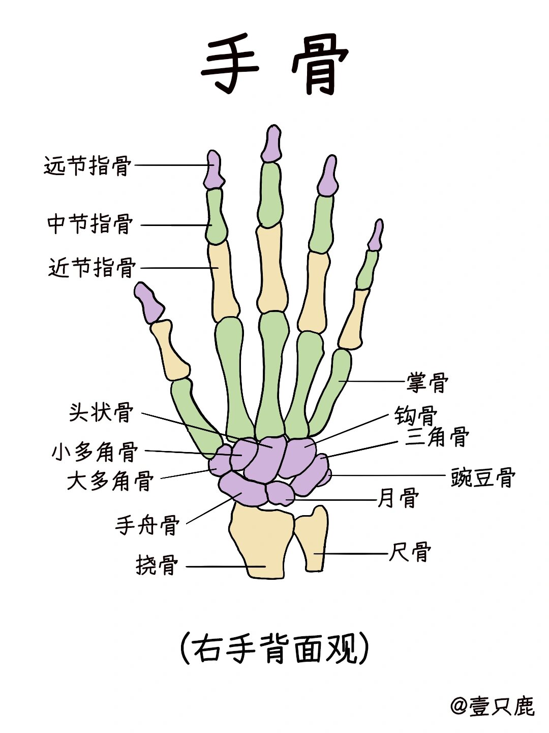 手指骨解剖图结构图片