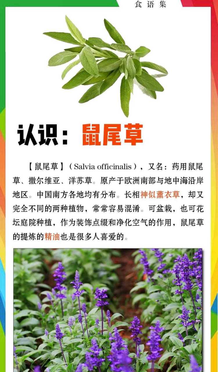 【鼠尾草】(salvia officinalis),又名:药用鼠尾草,撒尔维亚,洋苏草.