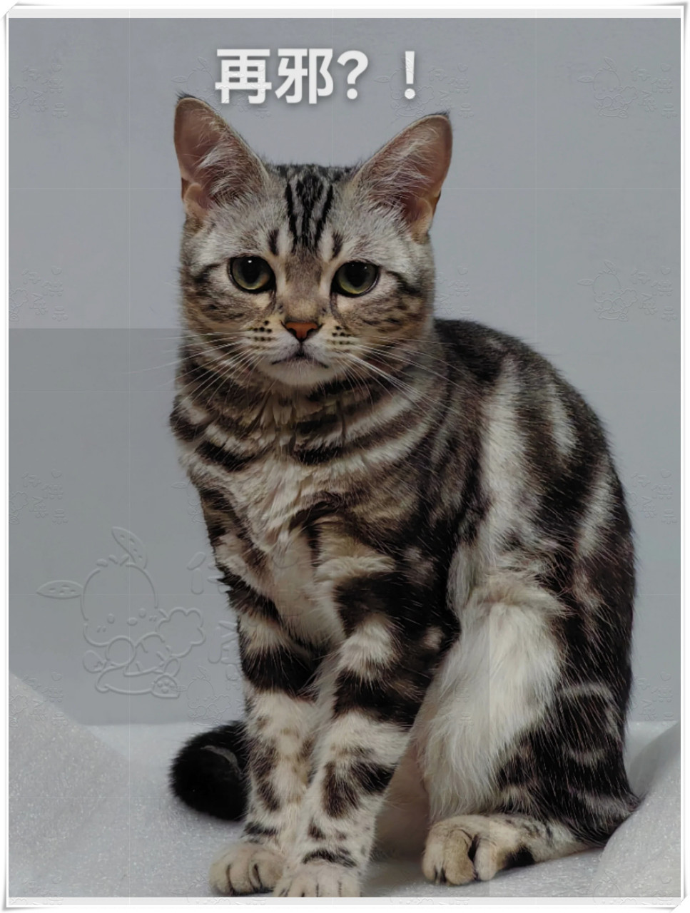 第一张图,是美短虎斑的优雅与淡定,仿佛全世界都在她的掌握之中.