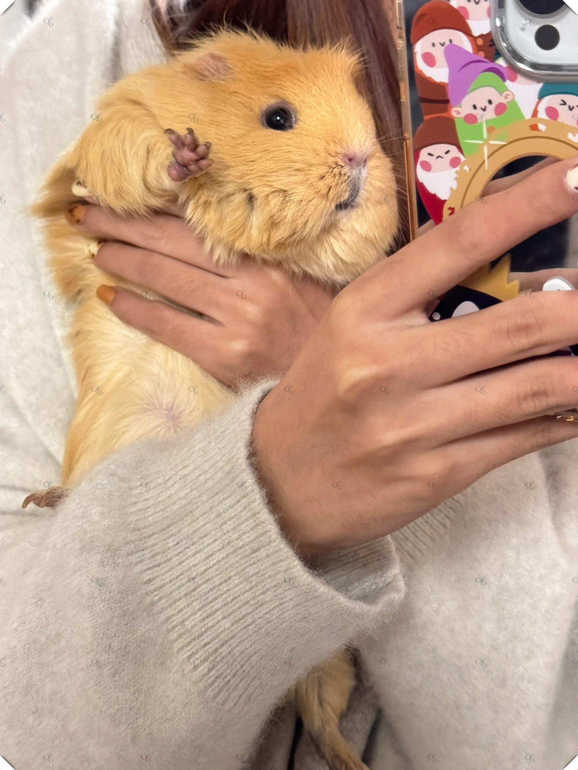 它们可是非常可爱的小动物哦～ 它们的毛茸茸的身体,圆圆的脸蛋,还有