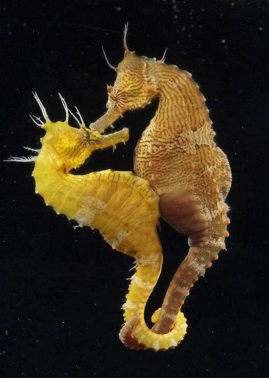 雄海马有育儿袋,所以当交配时,雌海马将卵子释放到育儿袋中,熊海马