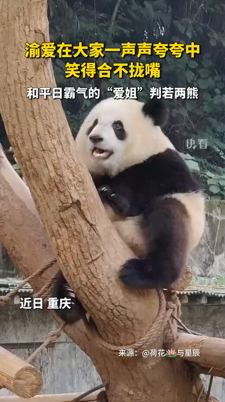 大熊猫一声声夸赞中笑得合不拢嘴# 大熊猫渝爱在大家一声声夸赞中笑