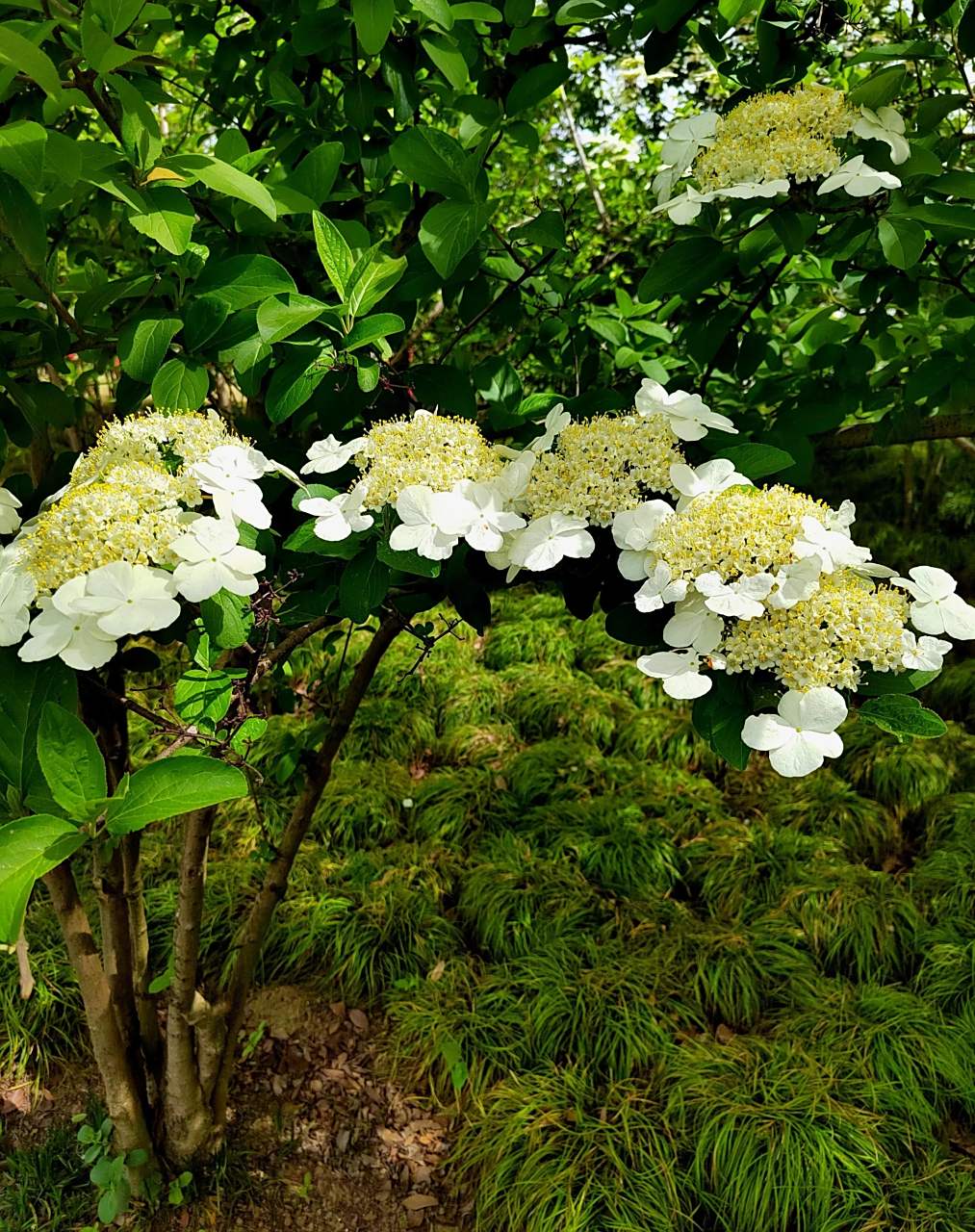 其实传说中迷倒隋炀帝的琼花还不是现在人们看到的琼花.