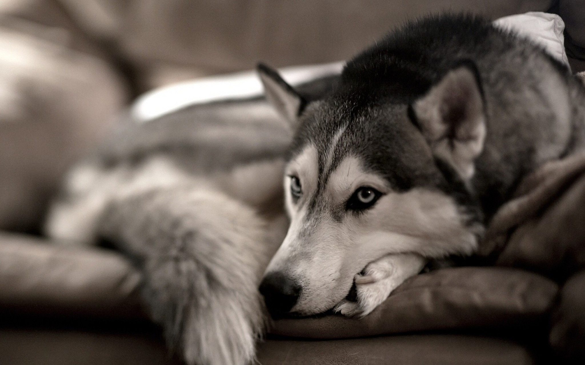 蠢萌的哈士奇桌面壁纸#壁纸# #哈士奇