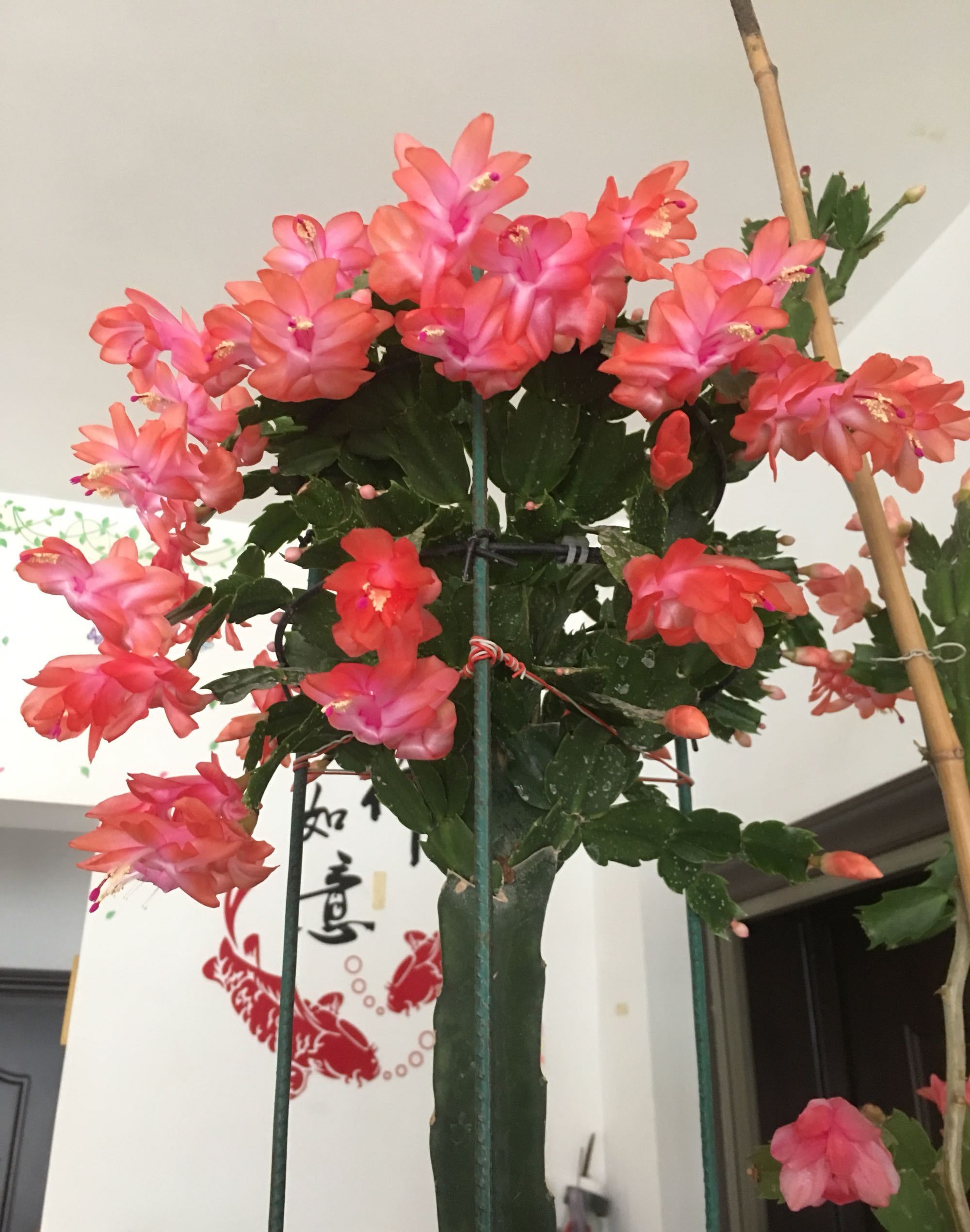 蟹爪兰"海滨舞者"(简称海滨)开花图,特别喜欢这种艳而不俗的,花朵姿态