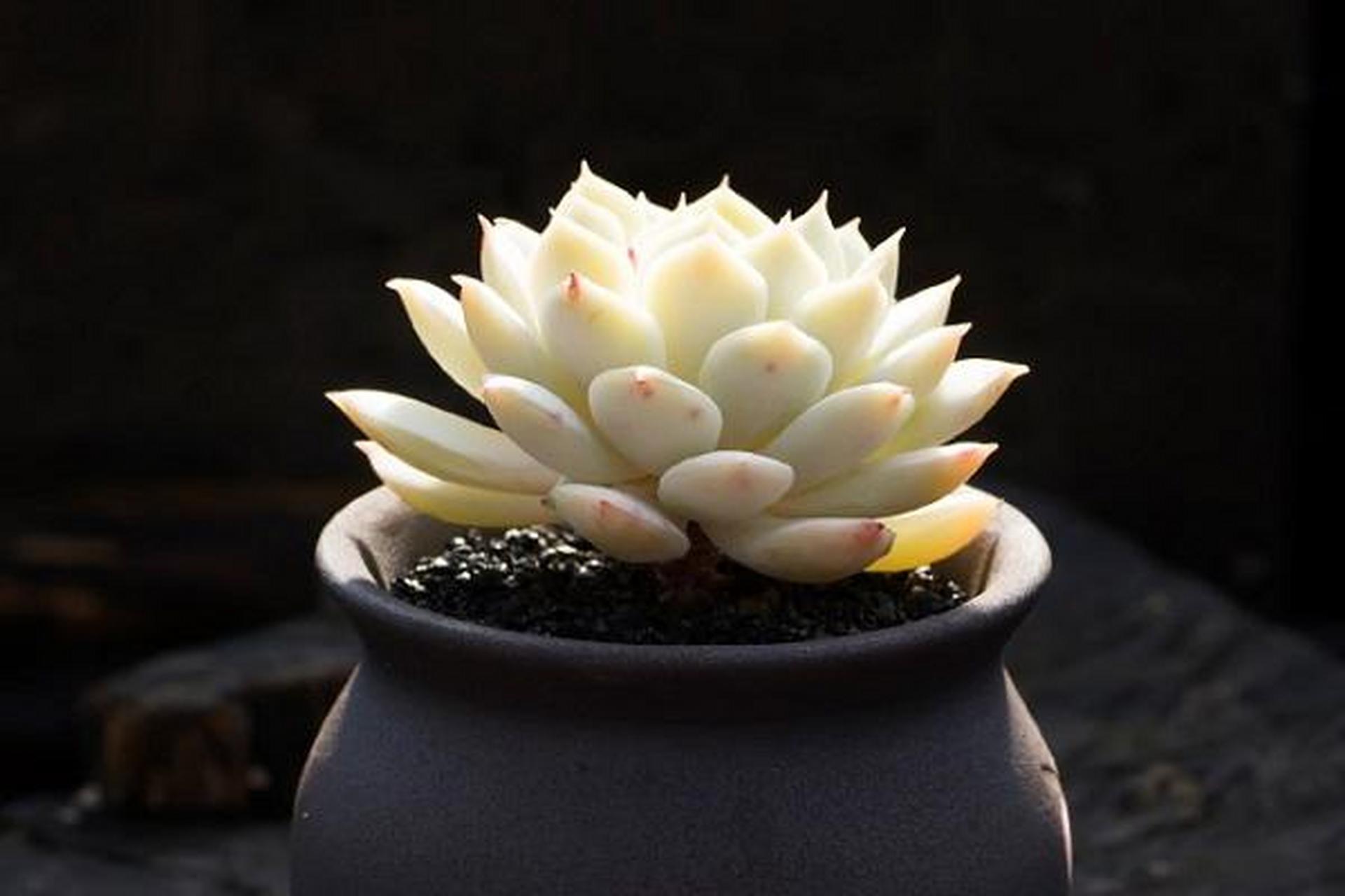 带你认识多肉——静夜 静夜是景天科 拟石莲花属 经典品种之一,体型较