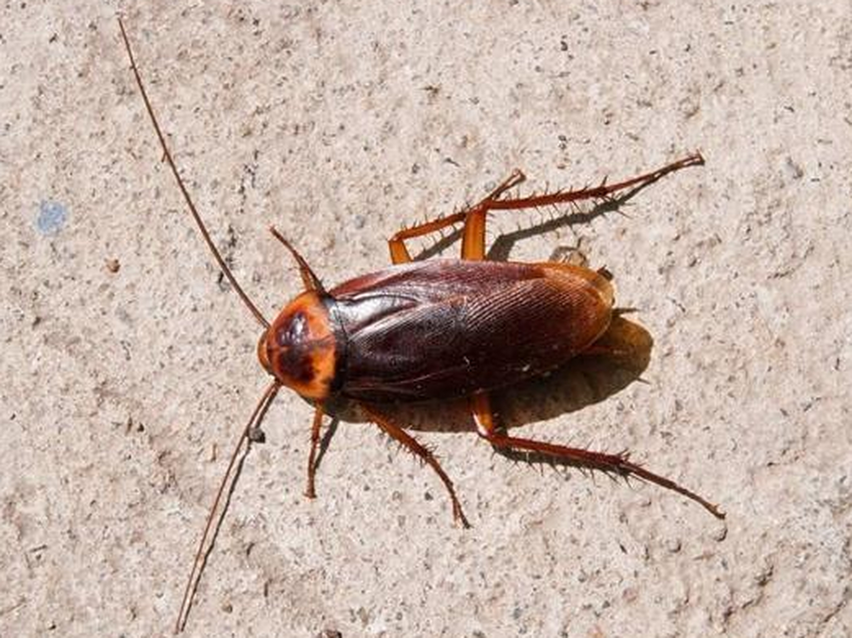 蟑螂怎么消灭最彻底蟑螂是一种让人讨厌的害虫,它们不仅传播疾病,还给