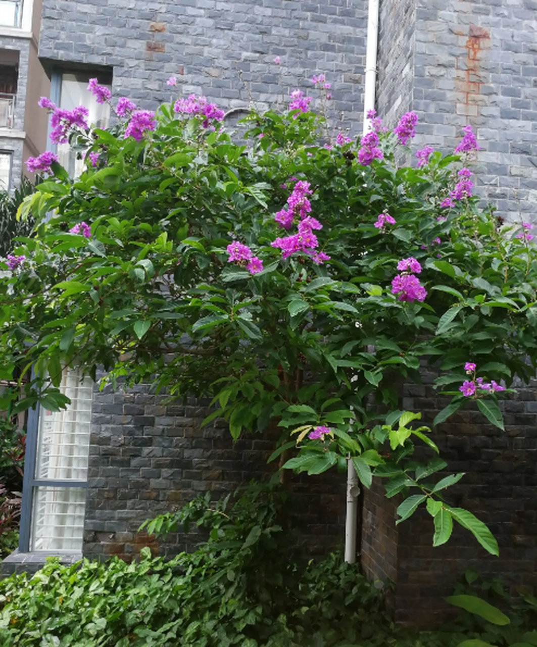 寓意吉祥的庭院树种有很多,以下是一些常见的: 1.