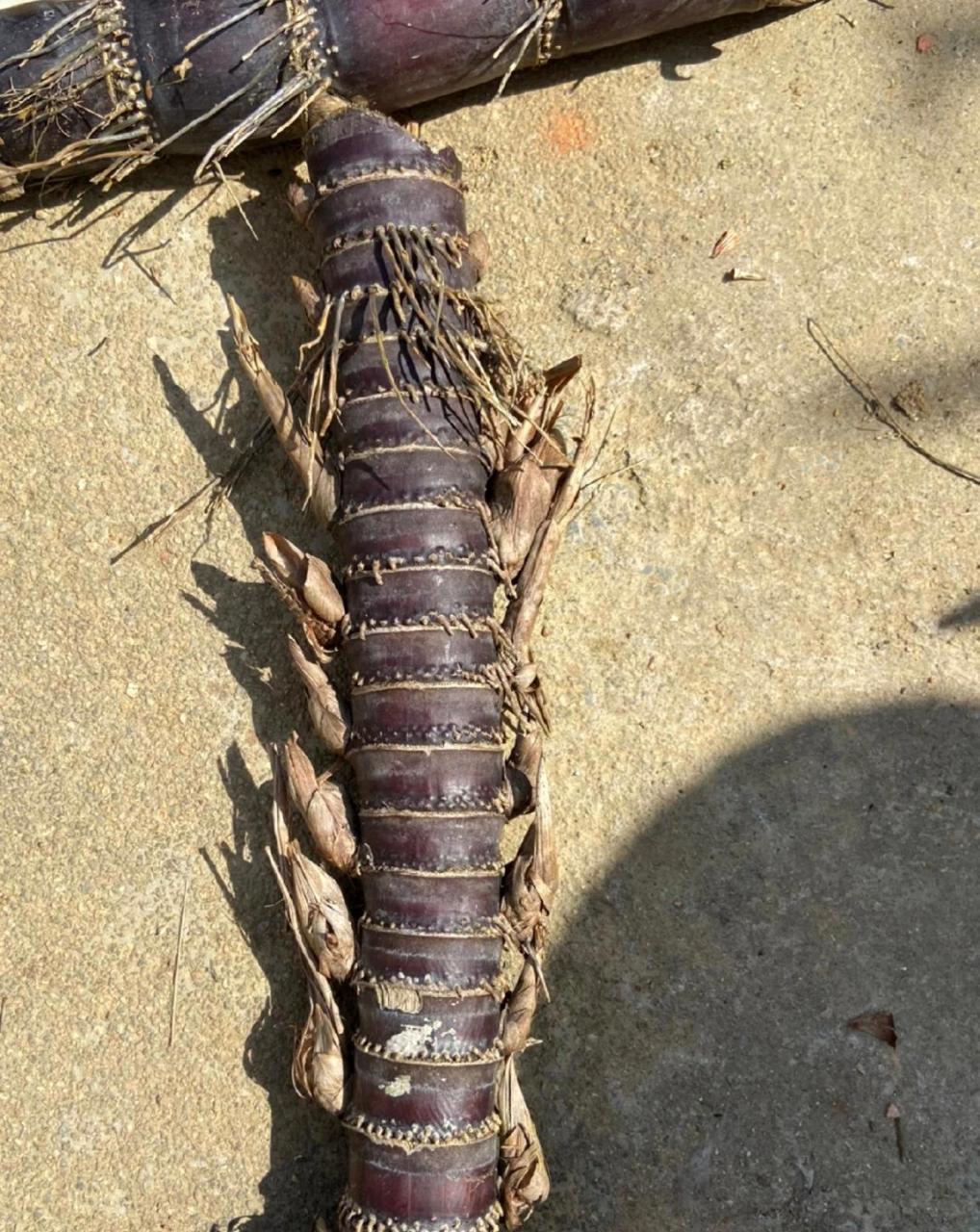 这是雷虫,还是长得有点像甘蔗.[尬笑]