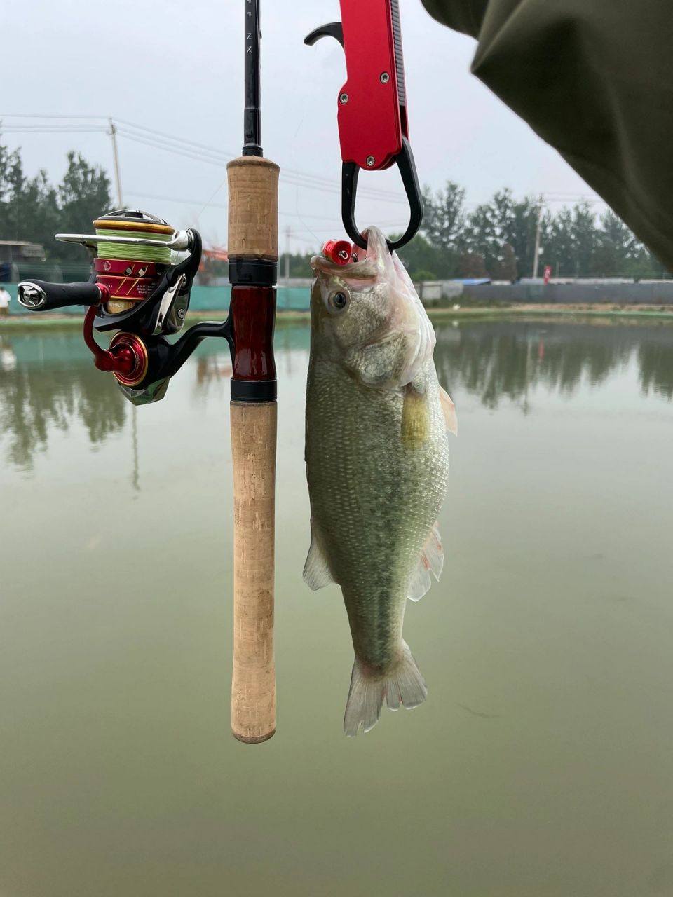 没想到入夏了还能钓到狗鱼, wacky挂面条虫 插铅意外解锁狗鱼, 真是