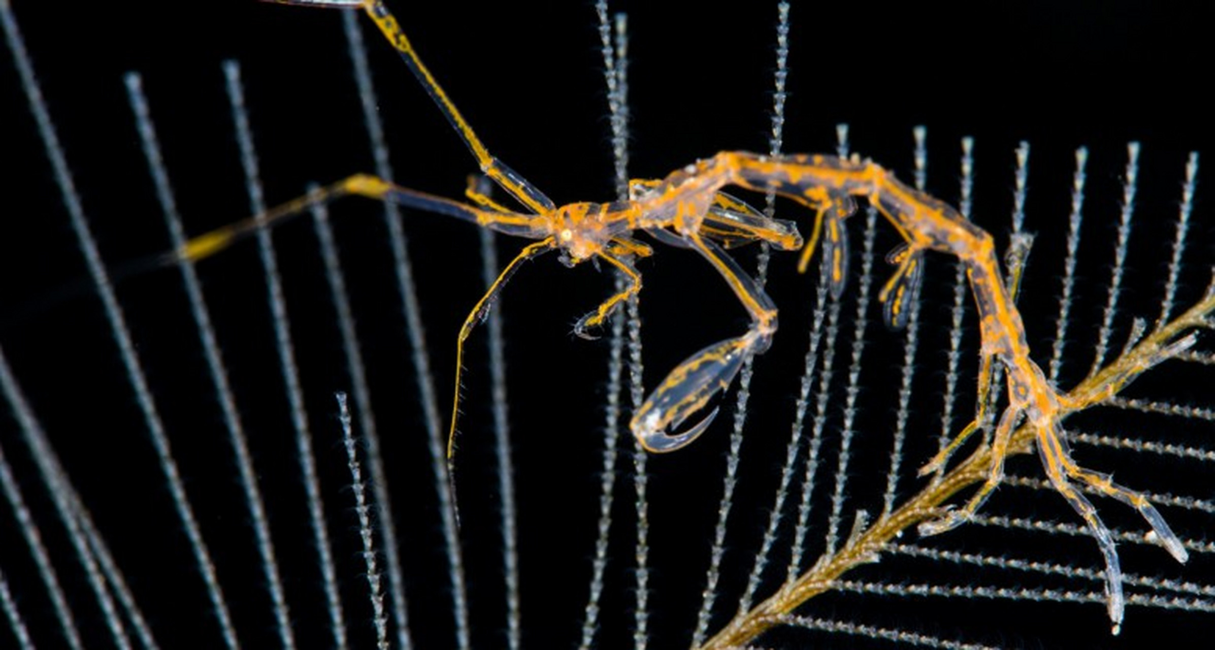 骷髅虾是一种通常被称为骨虾的片脚类动物.