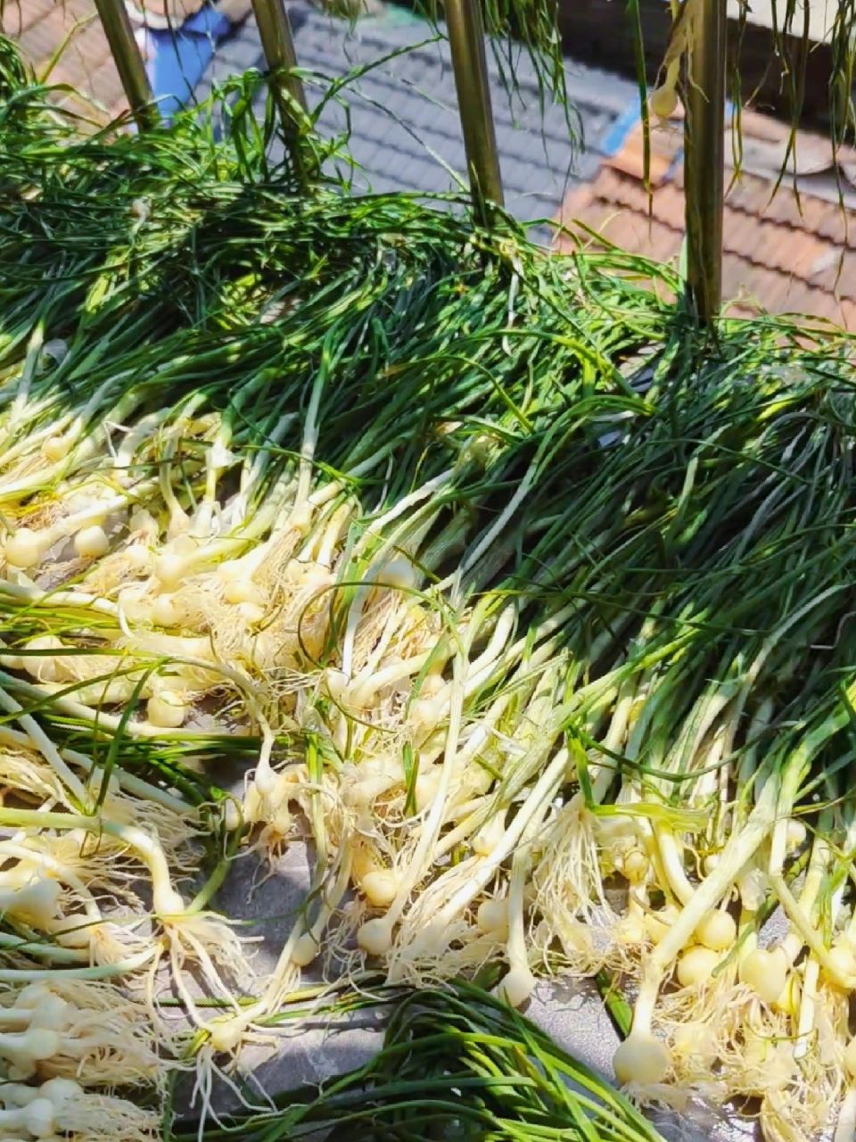 春天的美味,好吃的野藠腌菜做起来!