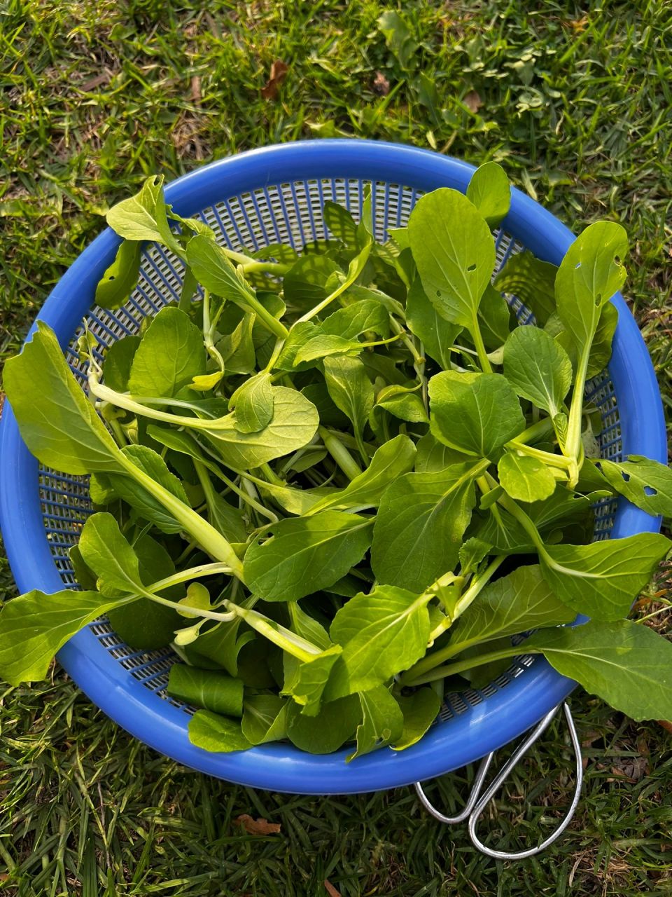 鸡毛菜真实图片