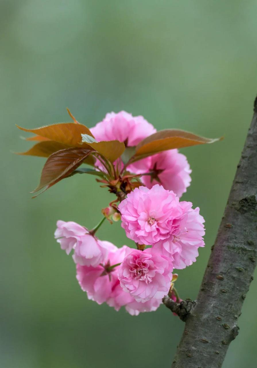 晚樱开花时节图片