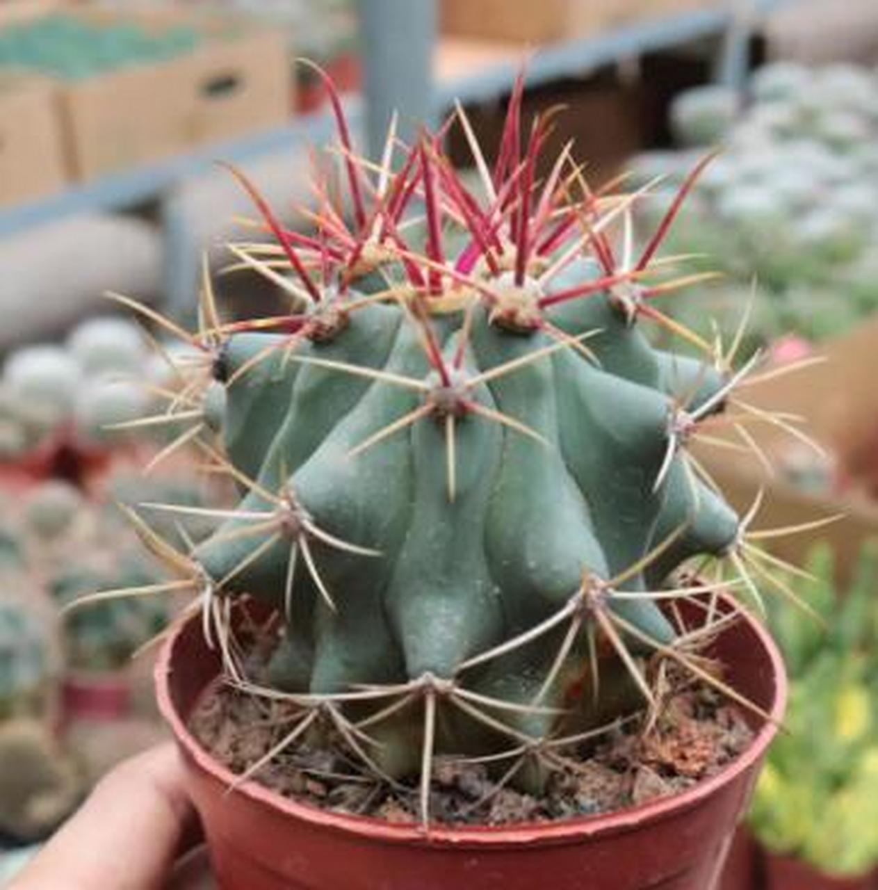 神仙玉是"奇葩"的仙人球,虽说神仙玉也带刺,但不同于其他仙人球的白色