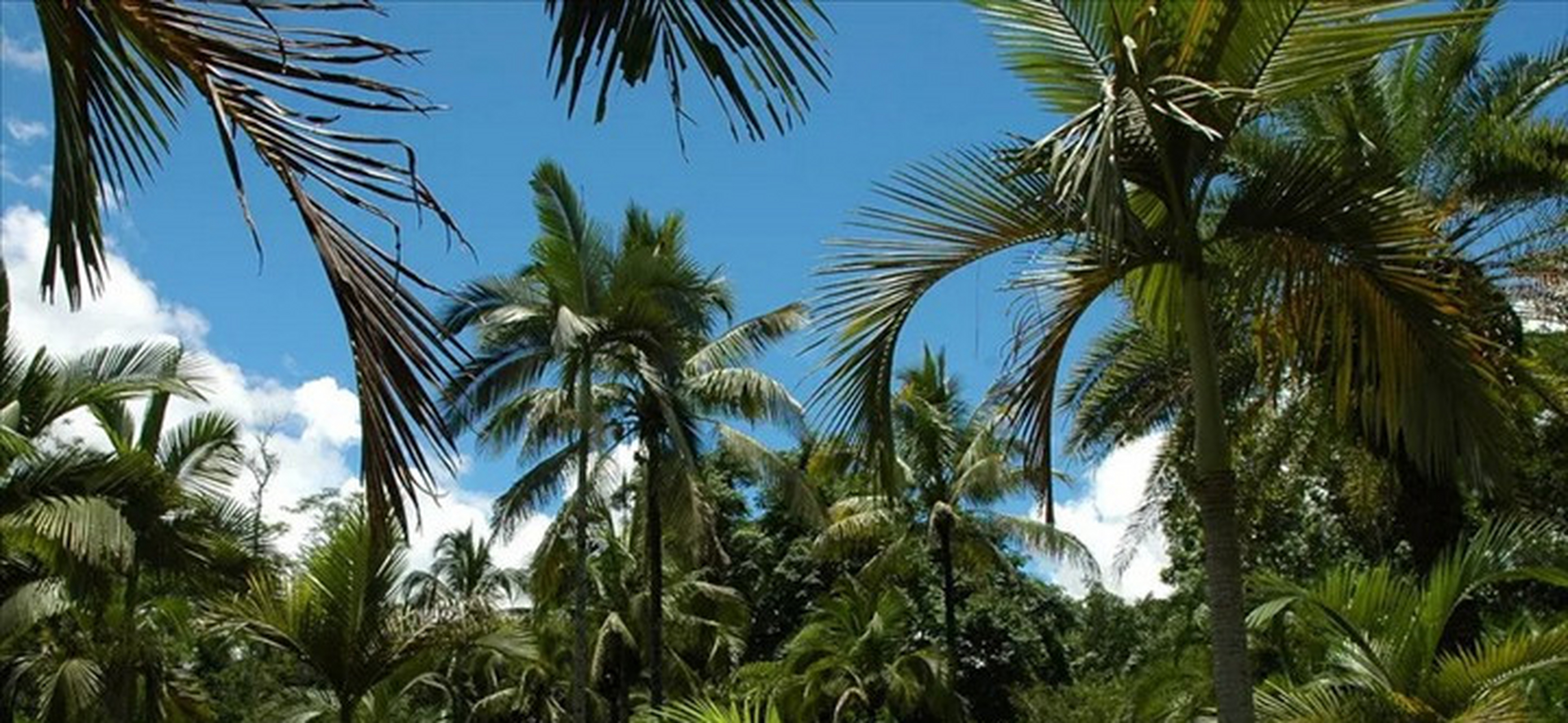 西谷椰子树从外形上看,于人们常见的椰子树相似,但是人们都知道,椰子