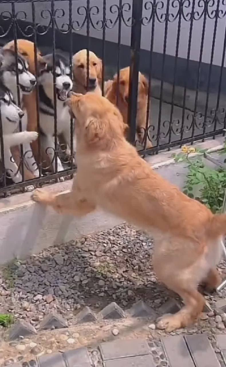 打架不能指手画脚的人[笑又哭][左捂脸][你懂的][微笑]